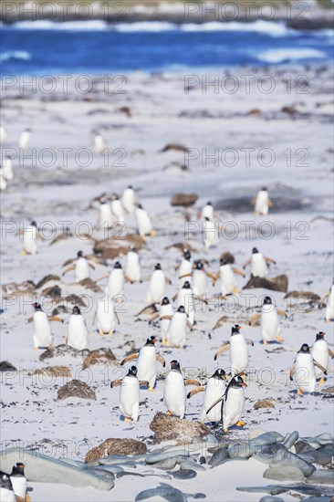 Gentoo Penguins