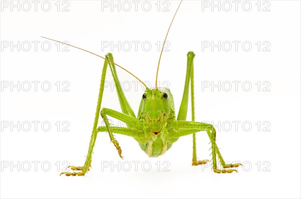 Green grasshopper