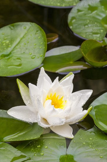 Flowering european white water lily