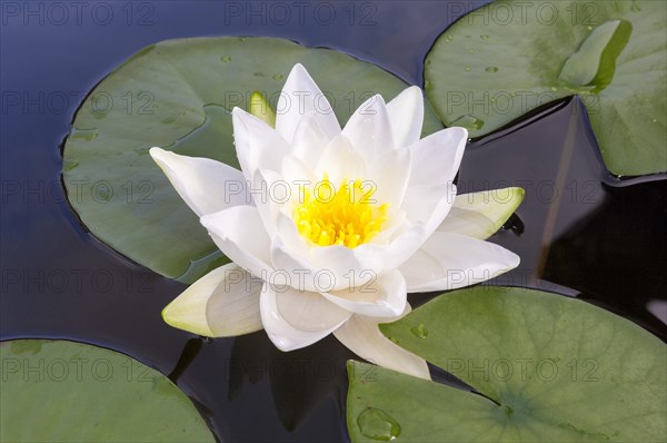 Flowering european white water lily