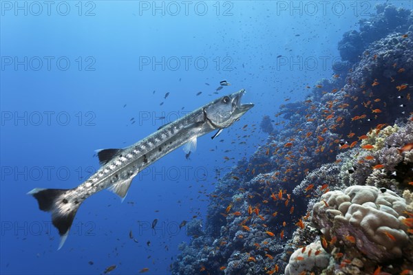 Blackfin barracuda