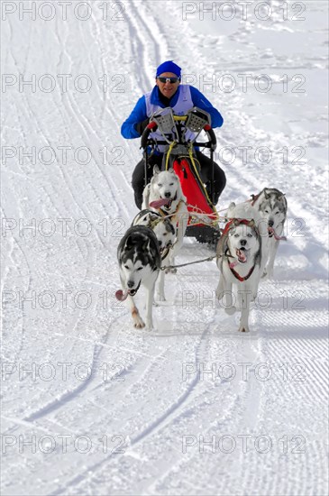 Musher with sled dog team