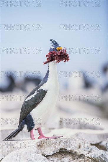 Imperial shag