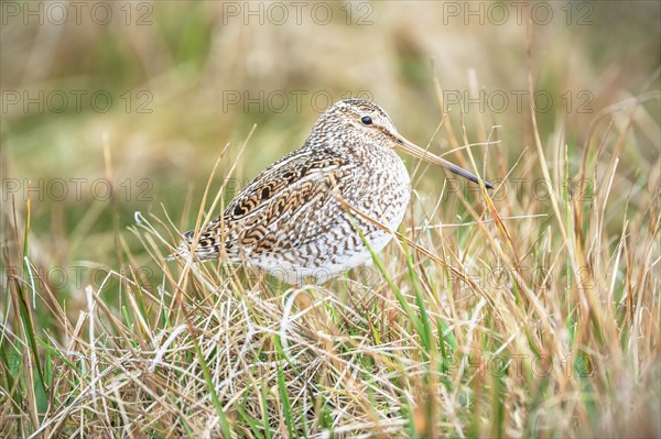 South American snipe