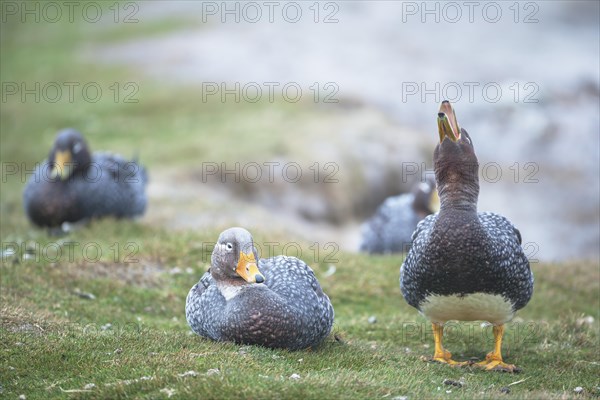 Steamer ducks