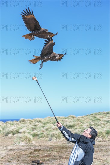 Striated Caracaras