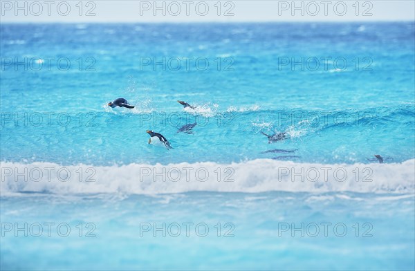 Gentoo penguins