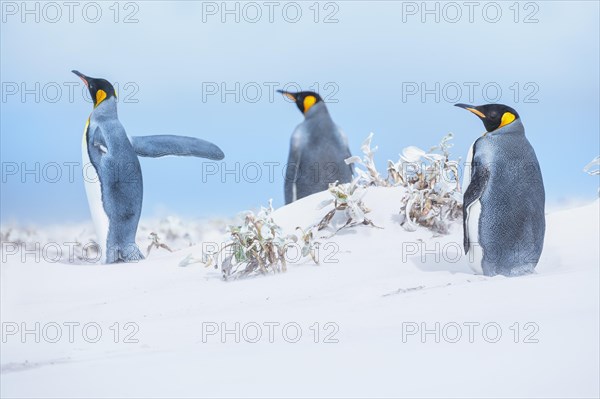 King penguins