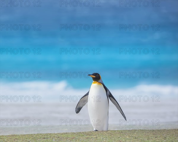 King penguin