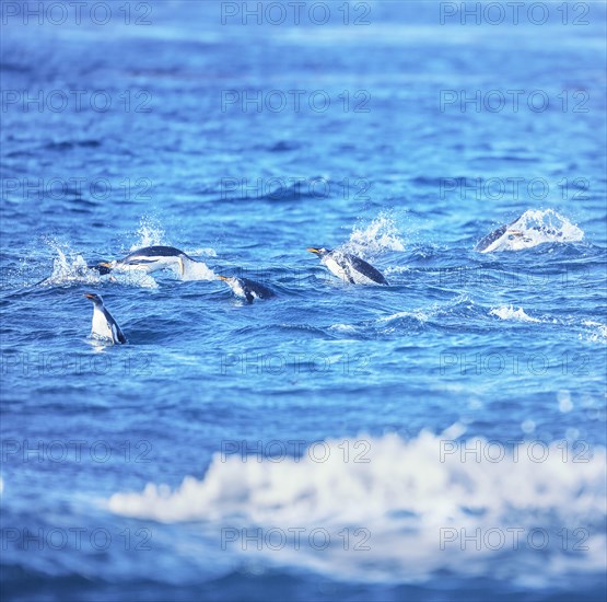 Gentoo penguins