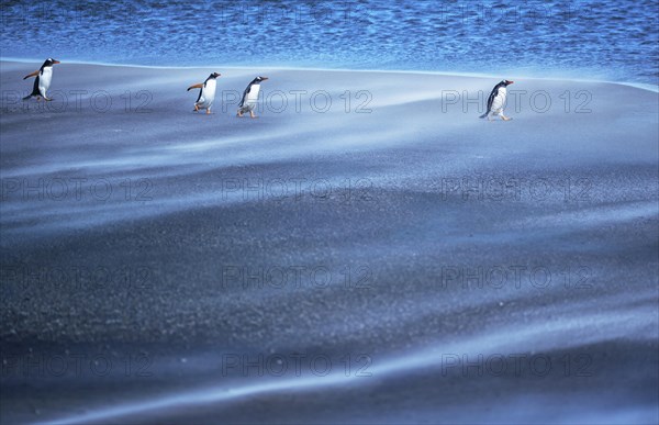 Gentoo Penguins