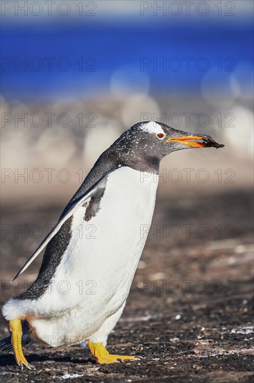 Gentoo penguin