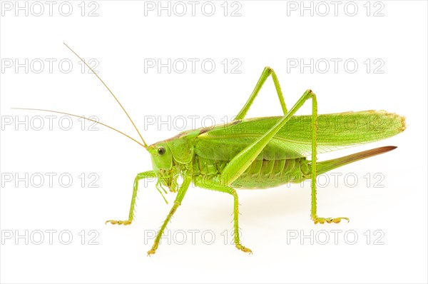 Green grasshopper