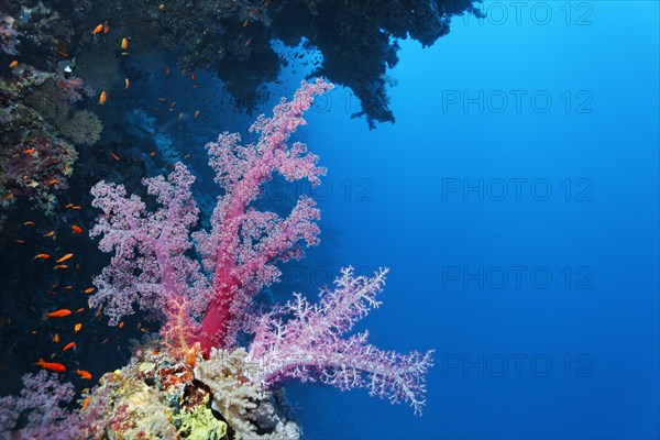 Klunzinger's soft coral