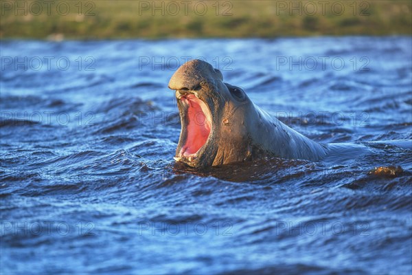 Southern elephant seal