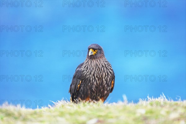 Striated Caracara