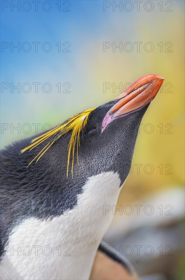 Close-up of a macaroni penguin