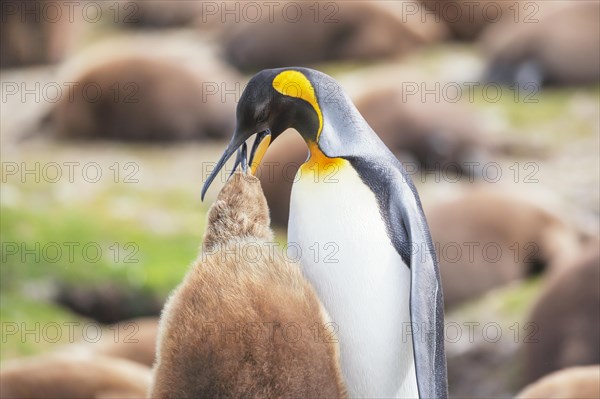 An adult King penguin