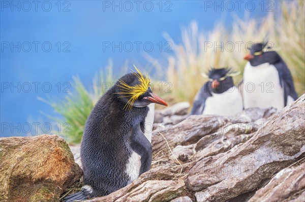 Macaroni penguin