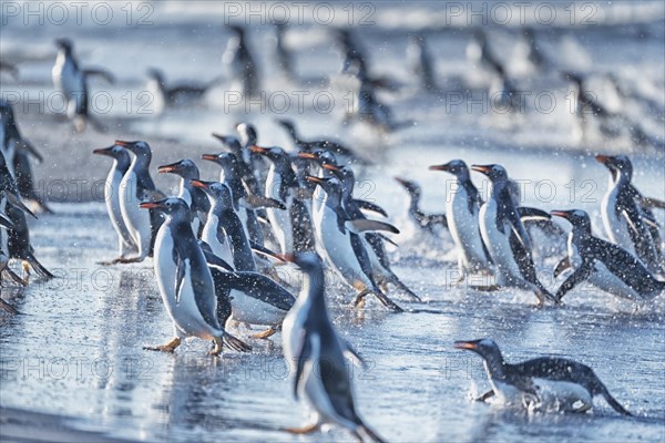 Gentoo Penguins