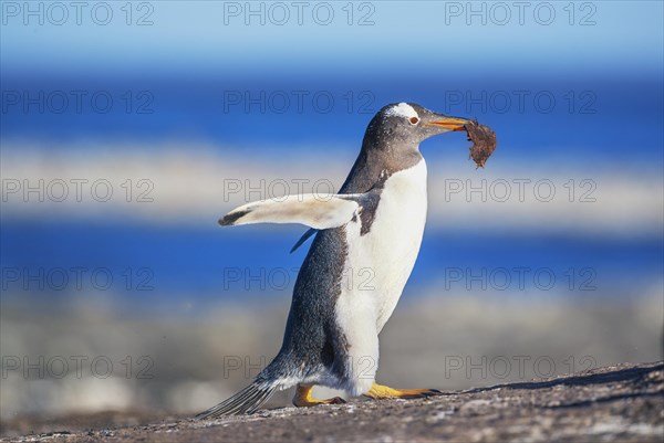 Gentoo penguin