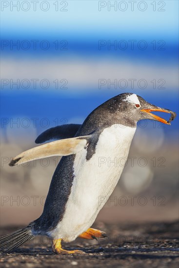 Gentoo penguin