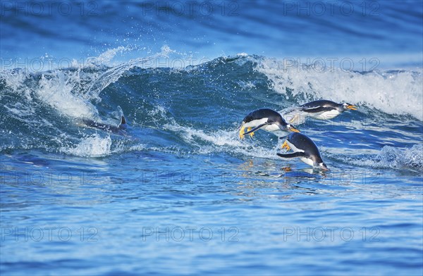 Gentoo penguins