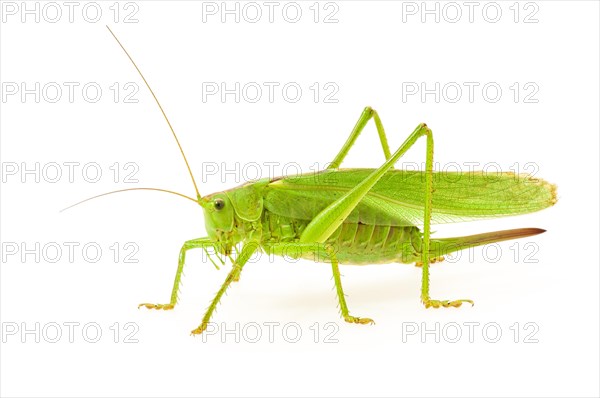 Green grasshopper