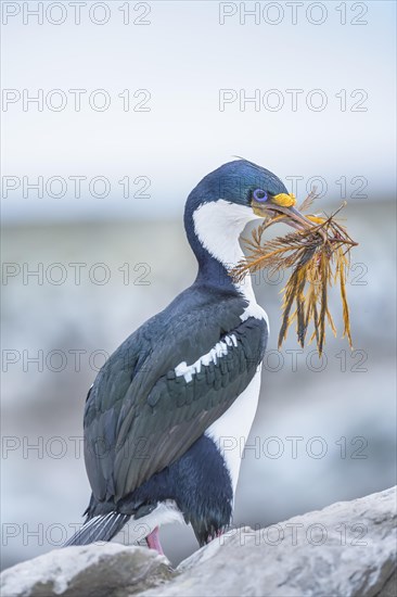 Imperial shag