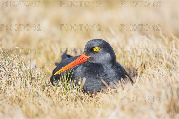 Magellanic oystercatcher