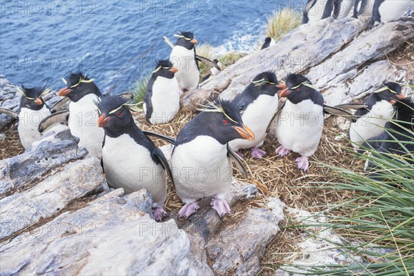 Group of rockhopper penguins