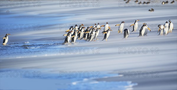 Gentoo Penguins