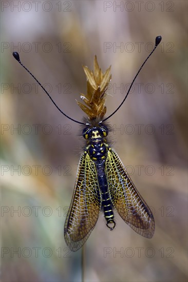 Black yellow owlfly