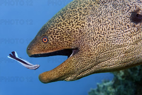 Portrait giant moray