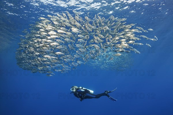 Diver observes shoal of five-striped tails