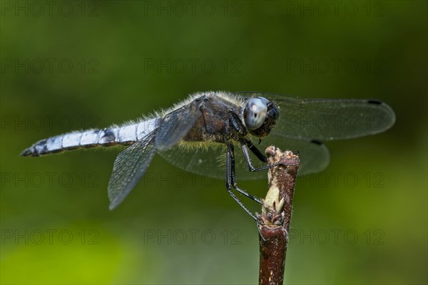 Black-tailed skimmer