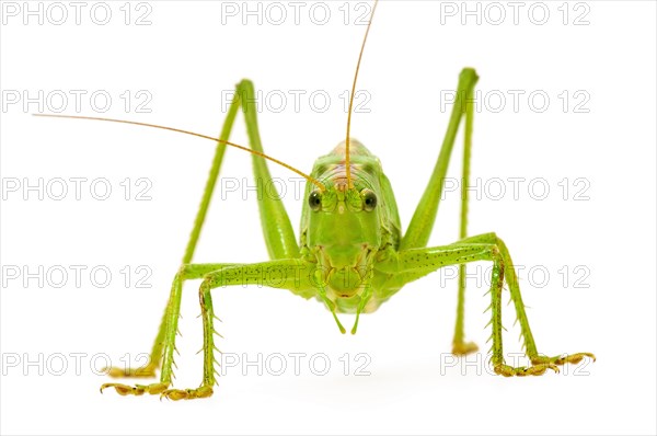 Green grasshopper