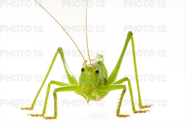 Green grasshopper