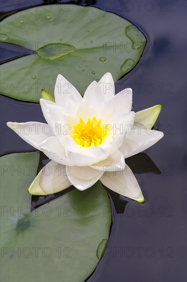 Flowering european white water lily