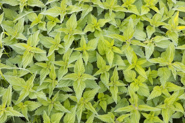 Stinging nettle