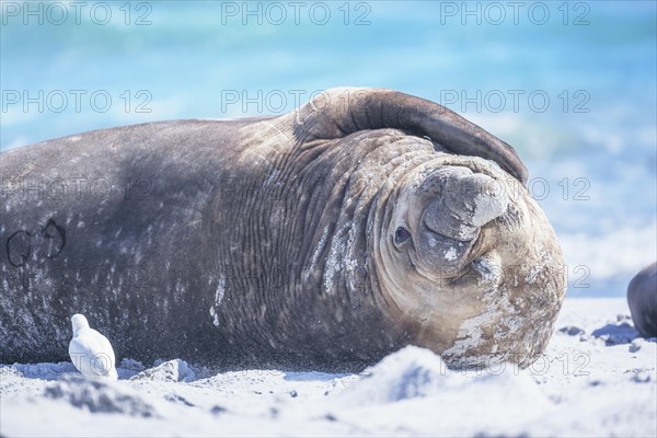 Southern elephant seal