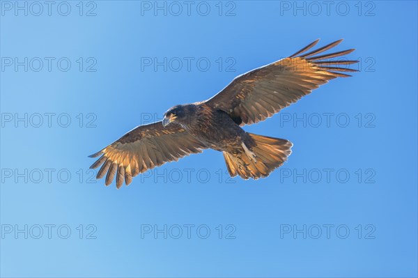 Striated Caracara