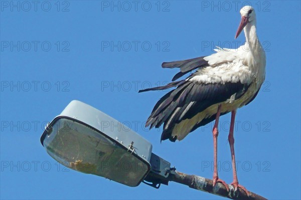 Storks