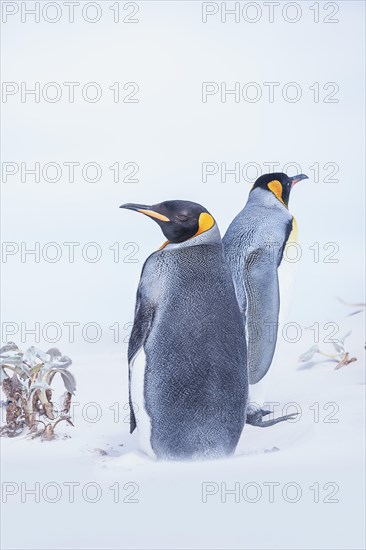 King penguins