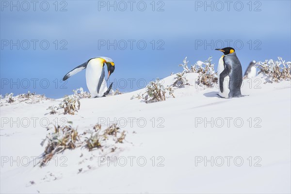 King penguins