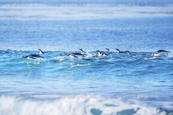 Gentoo penguins