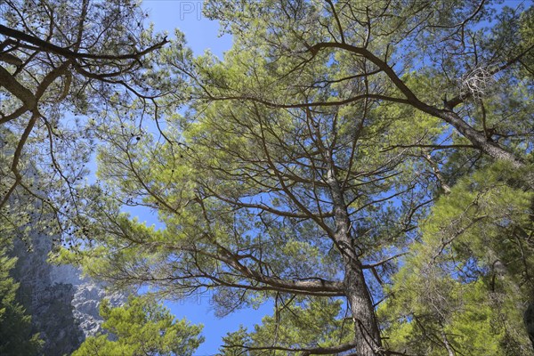 Pine trees