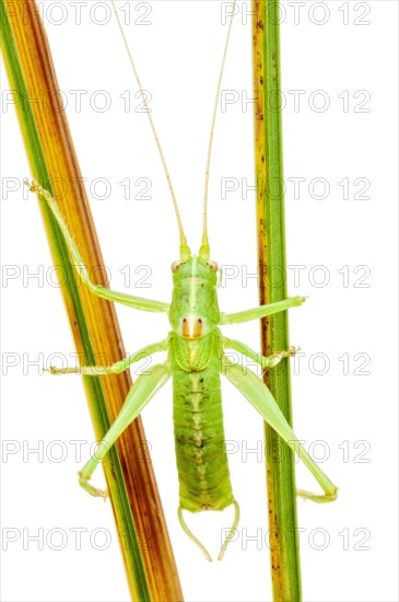 Great green bush cricket