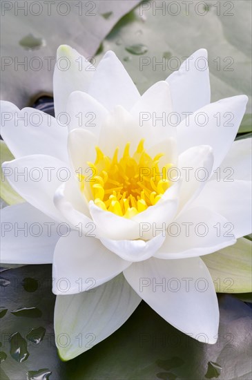 Flowering european white water lily