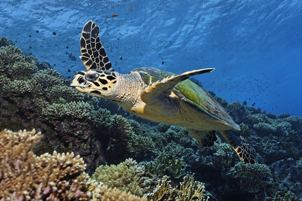 Hawksbill sea turtle